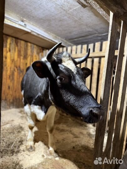 Корова дойная