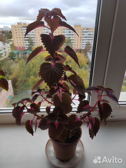 Колеус Пумила