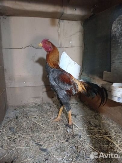 Бойцовский петух