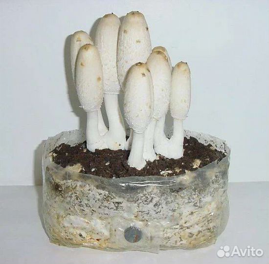 Мицелий Белого навозника (Coprinus comatus)