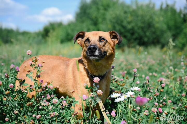 Собака в добрые руки из Приюта (Ринго)