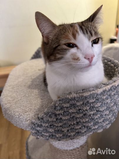 Отдам кошечку