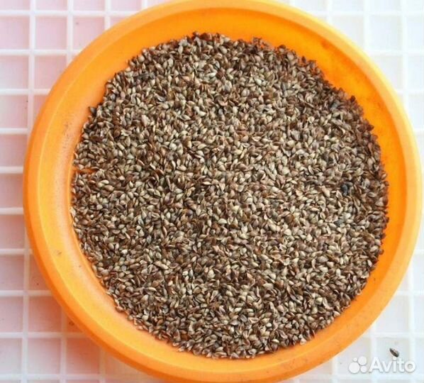 Семена ели от производителя