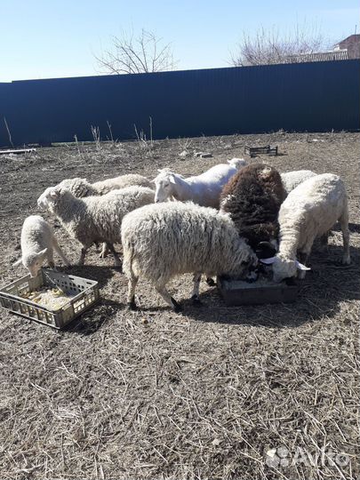 Продам баранов