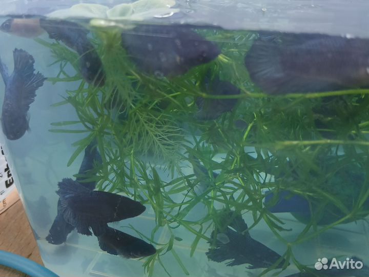 Рыбка петушок