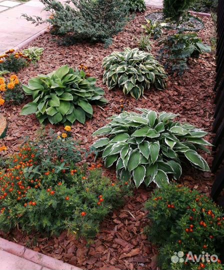 Мульча кора лиственницы