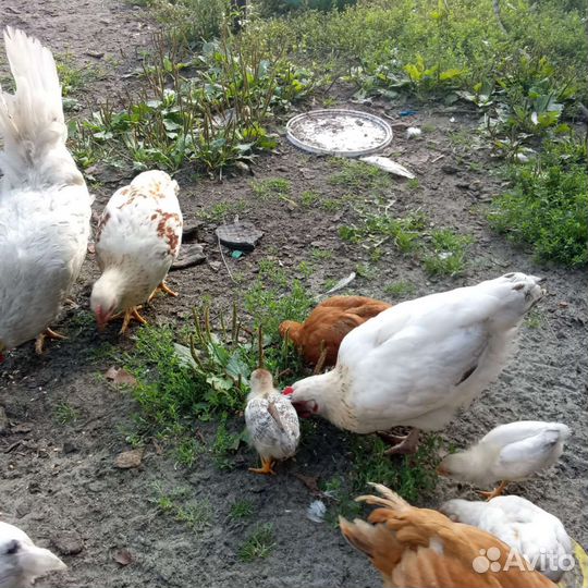 Цыплята кур