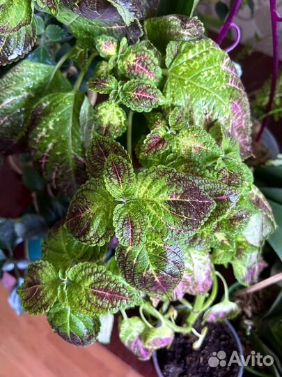 Колеус аватар