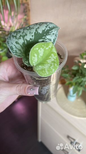 Сциндапсус треби