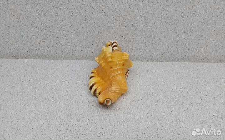 Циматиум Лоториум 11 морская ракушка раковина