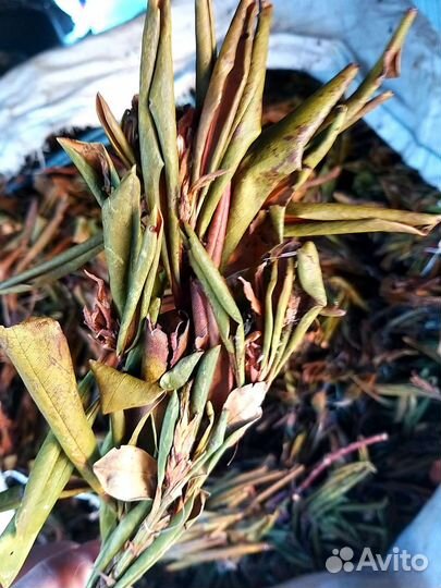 Чай Рододендрон Кавказский, Багульник 100гр