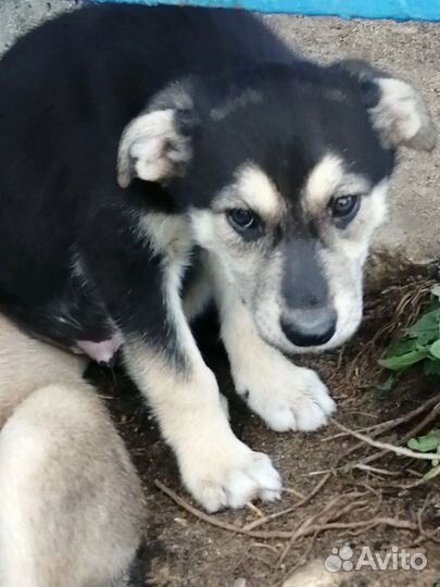 Щенки в добрые руки