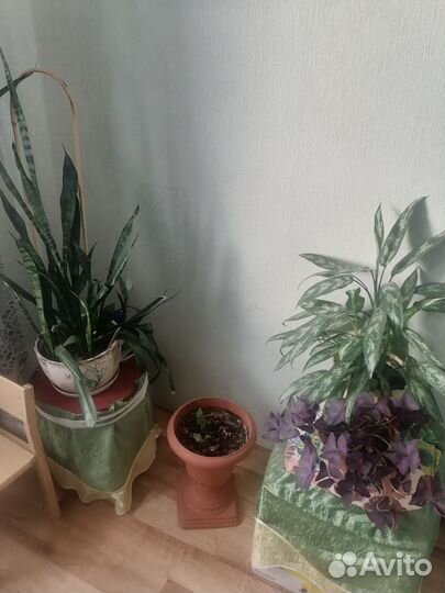 Комнатные цветы