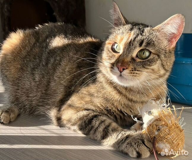 Спасите Василису