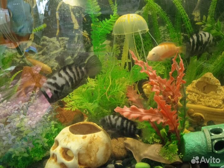 Аквариумные рыбки