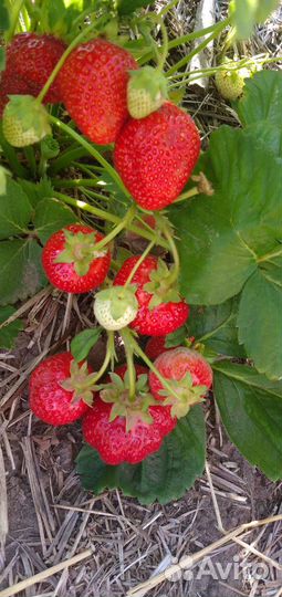 Рассада клубники садовой(виктория)