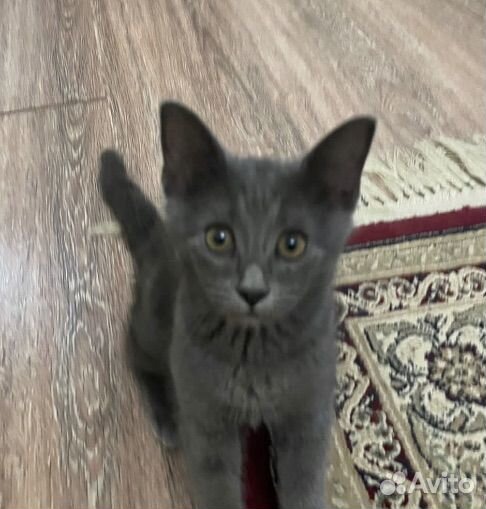 Котенок 2 месяца