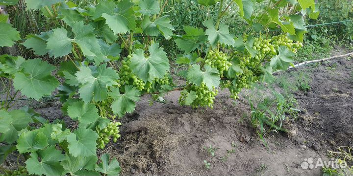 Саженцы винограда Аркадия