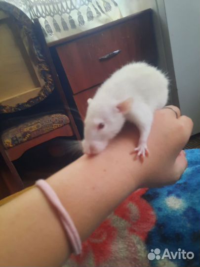 Белая декоративная крыса самец с клеткой