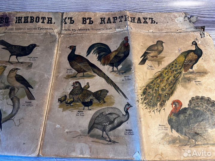 Дореволюционный плакат 1900-1917 ткань школа