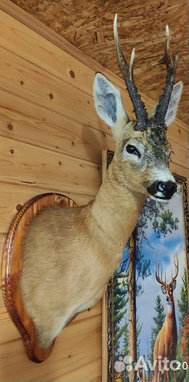 Чучело косули