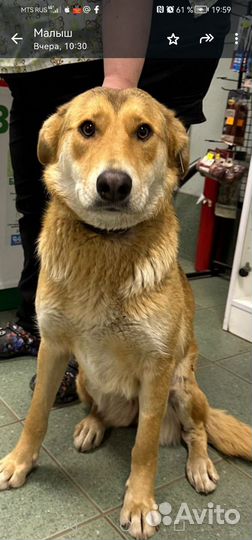 Собака в добрые руки