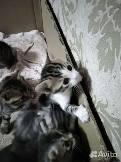 Бенгальские котята в добрые руки