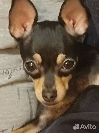 Мини той-терьер