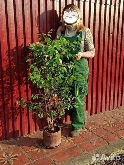 Фикус бенджамина большой