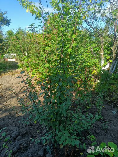 Малина, смородина,йошта, крыжовник,ежевика