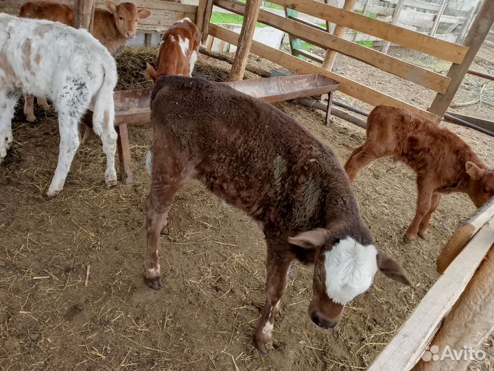 Бычки и телки