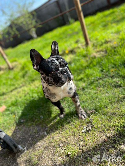 Французский бульдог кабель вязка