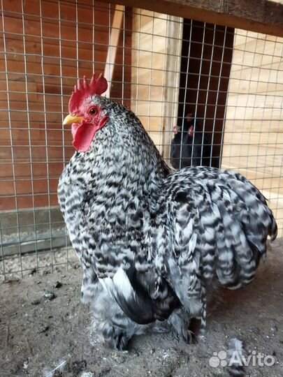 Куры карликовый кохинхин