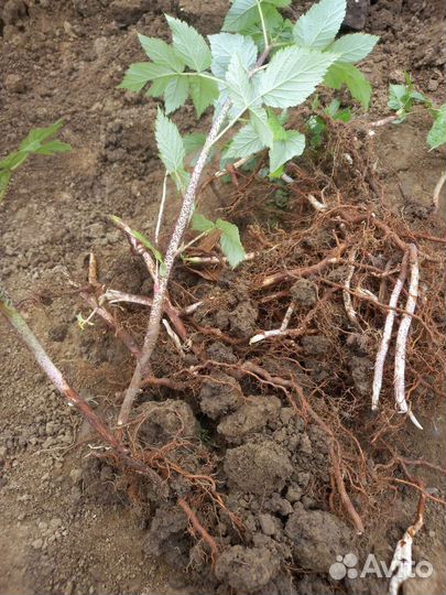 Саженцы малины