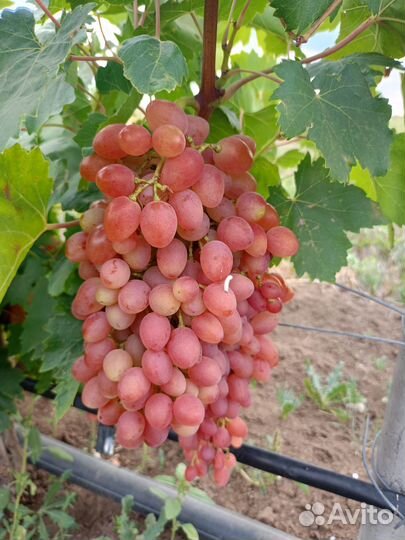 Виноград