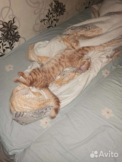 Передежка