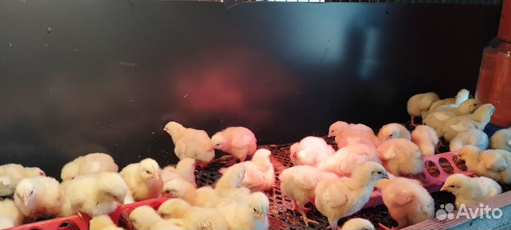 Цыплята, утята, гусята