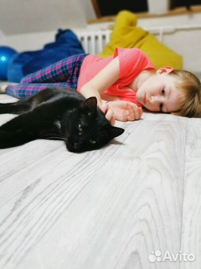 Кошка стерилизованная в добрые руки