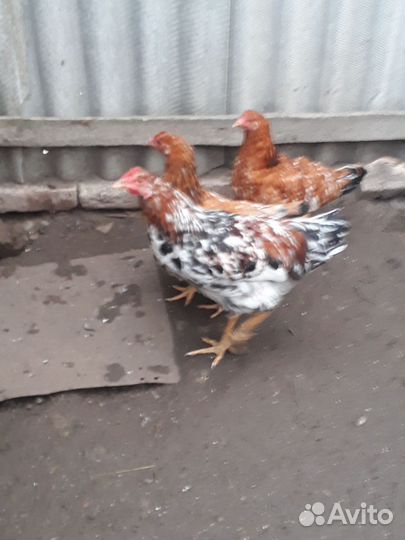 Молодые петушки