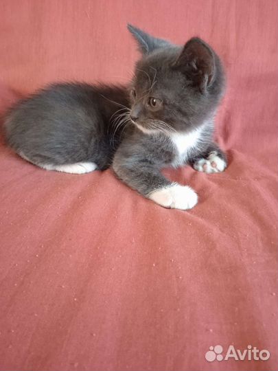Котята бесплатно