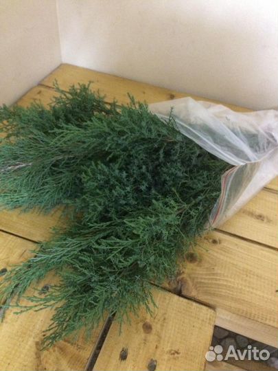 Веник для бани можжевеловый