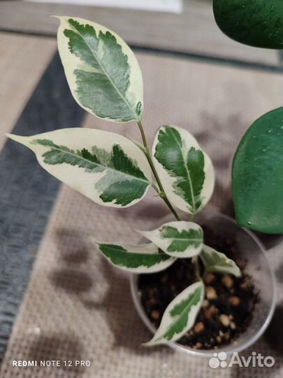 Сортовые фикусы