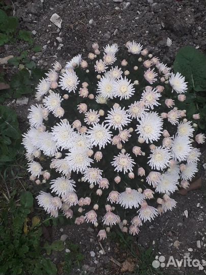 Хризантемы мультифлора