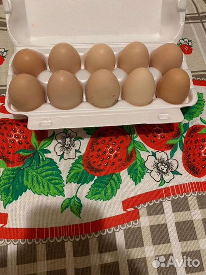 Домашние куриные яйца