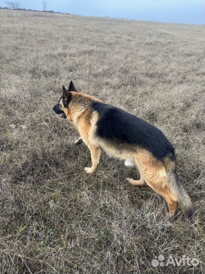 Вязка, немецкая овчарка