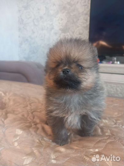 Микро померанец