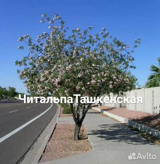 Деревья декоративные растения