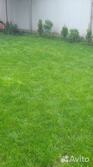 Покос травы любой сложности (Триммер-Косилка )