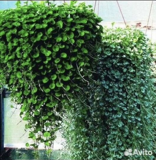 Дихондра серебристая, изумрудный водопад