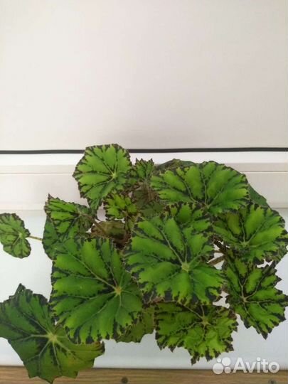 Бегония тигровая